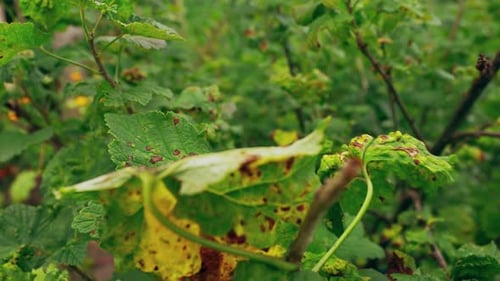 Currant Bush with Damaged Leaves in Daylight