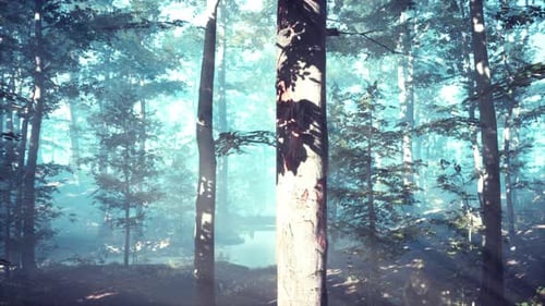 Rays of Sunlight Falling Into a Misty Forest