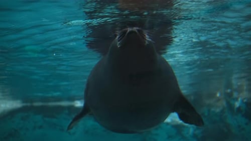 Joli phoque nageant sous l'eau dans un aquarium