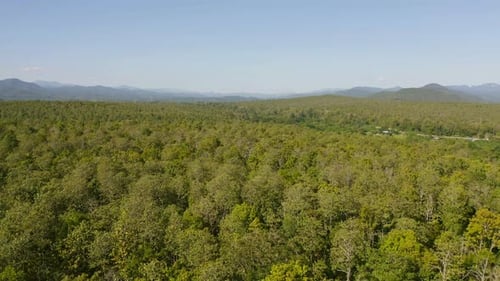 Aerial top view of lush green trees from above in tropical forest in national park and mountain