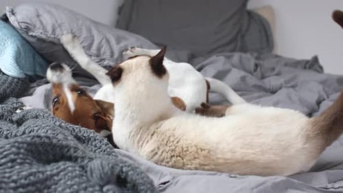 Playful Cat and Dog Interact on Bed