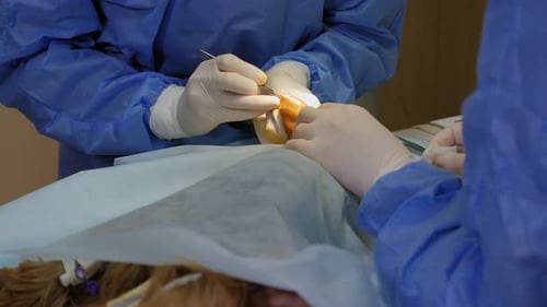 Surgery on the Paw of the Dog in Veterinary Clinic. Close-up.
