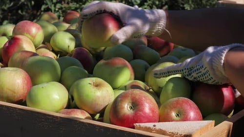 Apples Being Sorted in Wooden Crate