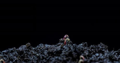 Seedlings Sprout from the Earth in a Close Up