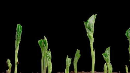 Time Lapse of Growth Vicia Faba Plants