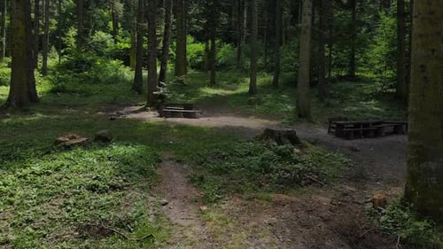 Forest View