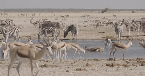 Supergeschäftiges afrikanisches Wasserloch
