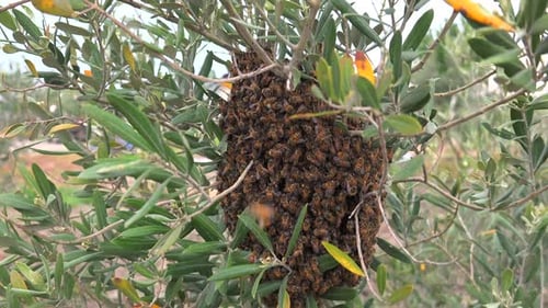 Bee Swarm On Tree Branch