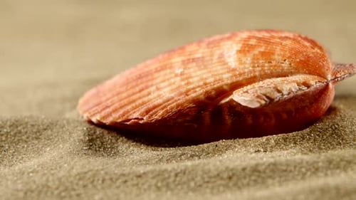 Ozeanmuschel auf Sand, Nahaufnahme, Rotation