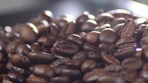 Close Up of Shiny Roasted Coffee Beans