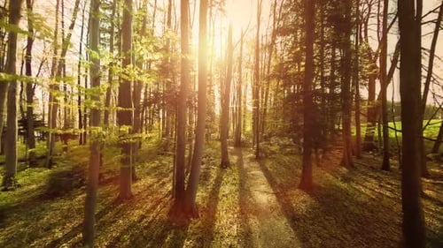 Floresta de outono árvores bosques ao pôr do sol feixes