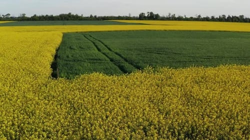 Low quadcopter flight over a field of yellow flowering rapeseed. Trees with green leaves.
