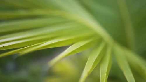 Makro-Nahaufnahme von Kokosnusspalmenblättern. Nach innen schwenken