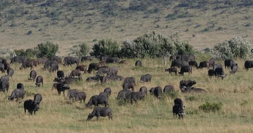 African Buffalo, syncerus caffer, Herd standing in Savannah, Tsavo Park in Kenya, Real Time 4K