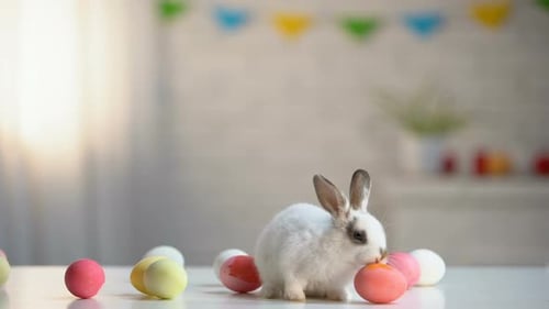 Cute Rabbit Sniffing Easter Eggs Indoors