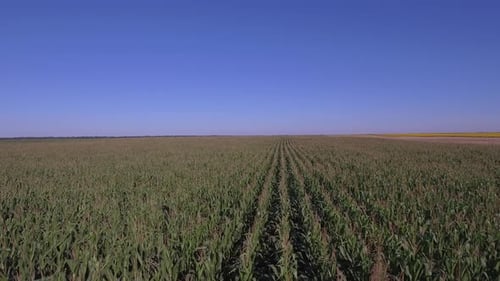Corn Field In Summer