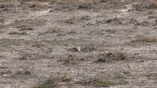 Prairie Dog Crouching in Rural Field