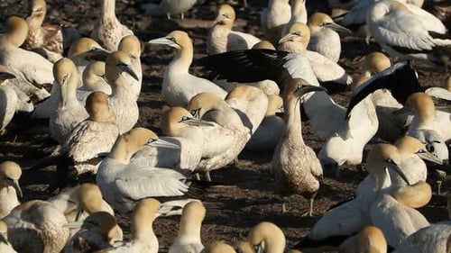 Breeding Cape Gannet Colony