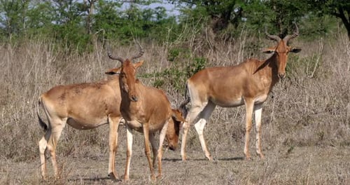 Hartebeest, alcelaphus buselaphus, Adult and Calf standing in Savanna, Masai Mara Park, Kenya