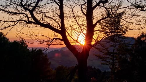 Sunset from behind the tree
