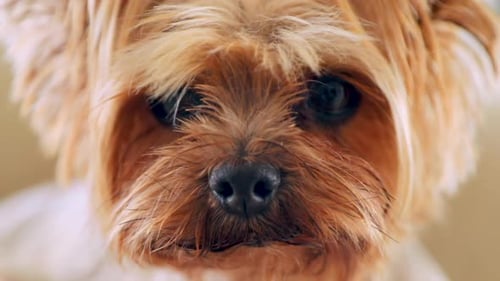 Portrait Shot of a Small Dog with Neat Golden Coat. Toy Dog Looking Directly Into the Camera.