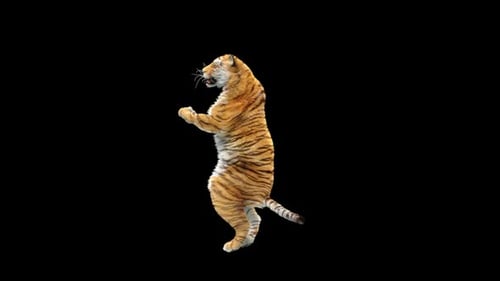 Tiger-Tanz HD