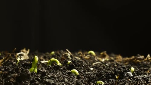 Germinating Plant Timelapse