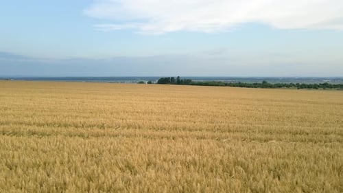 Aerial Landscape View of Yellow Cultivated Agricultural Field with Ripe Wheat on Bright Summer Day