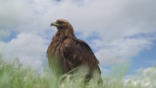 A Free Wild Golden Eagle Bird in Natural Habitat of Green Lowland