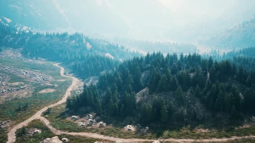 Aerial Top View of Summer Green Trees in Forest in Swiss Alps
