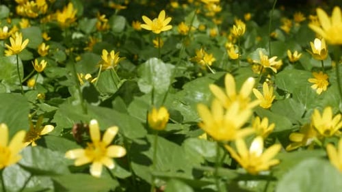 Close-Up of Yellow Flowers in a Field