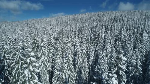 Flying Over Frozen Forest Snowy Pine Trees in the Winter Mountains