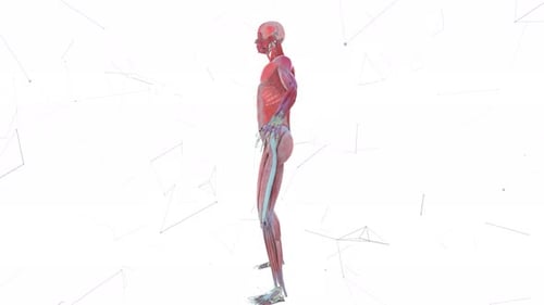 3D Human Anatomy Muscular Skeletal System Rotating on White
