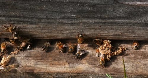 European Honey Bee, apis mellifera, cocoon of false ringworm released from the hive by the cleaners