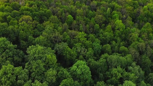 Vue aérienne de dessus de la forêt, texture de la vue de la forêt d'en haut.