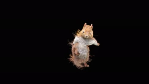 Eichhörnchen Tanzen 4K
