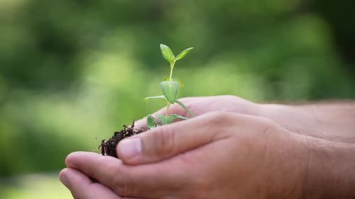 Holding Green Plant in Hands 68
