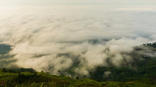 Bosque de montaña en movimiento de niebla