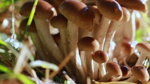 Armillaria Mushrooms of Honey Agaric In a Sunny Forest in the Rain