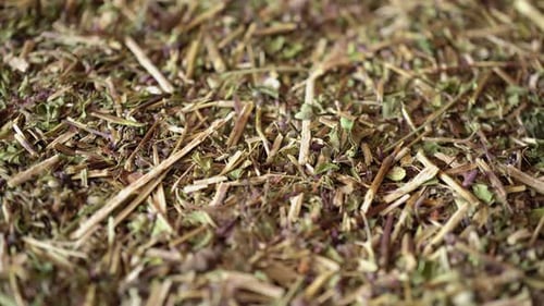 Rotation Medicinal Herbs Oregano 2