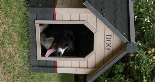 Border Collie Hund in seiner Hundehütte, männlich, Picardie in Frankreich, vertikales Video, Echtzeit 4K