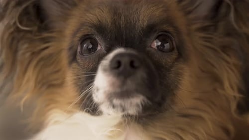 Close-up view of Brown and White Chihuahua Havanese mix puppy dog looking up.