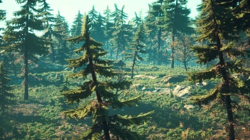 Pine Trees Fofest on High Green Mountains