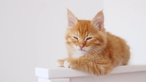 Ginger Kitten Resting in Bright Light