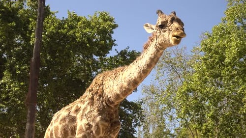 Giraffe im Zoo