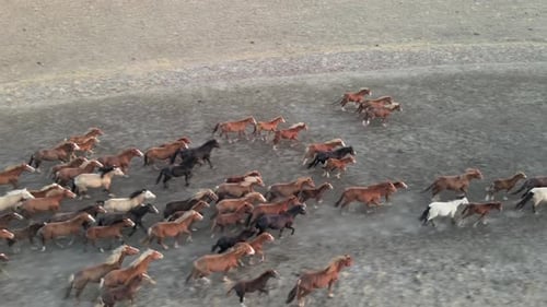 Wild Horses Running