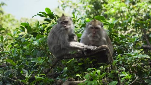 Monkeys Forest Bali