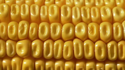 Closeup view on ready yellow corn. Above view