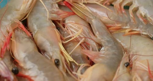 Pile of Raw Shrimp Close Up