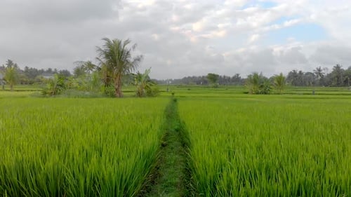 Aerial Shot of a Beautiful Rice Field During Sunset. Travel To South East Asia Concept